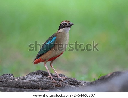 Beautiful bird Fairy Pitta(Pitta nympha) relax on branch in nature.