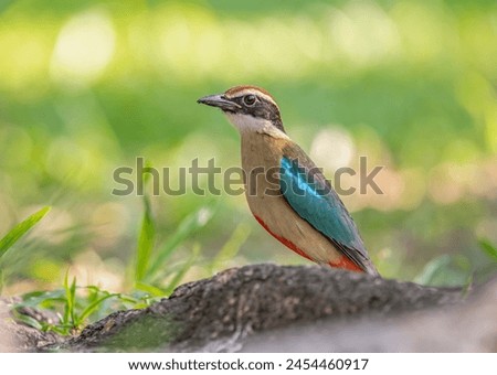 Beautiful bird Fairy Pitta(Pitta nympha) relax on branch in nature.
