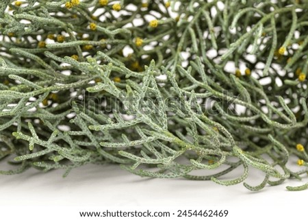 Thuja branch isolated on white background. Cypress plant on white. Cedar branch isolated on white background. Evergreen thuja isolated on white background.