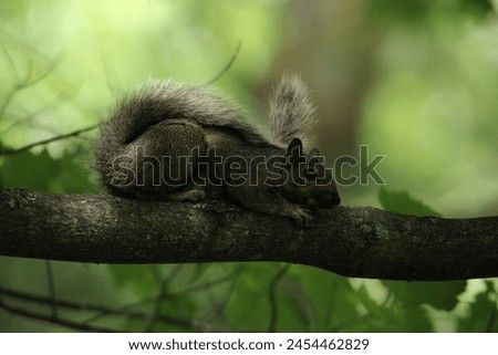 Squirrel laying on a tree branch