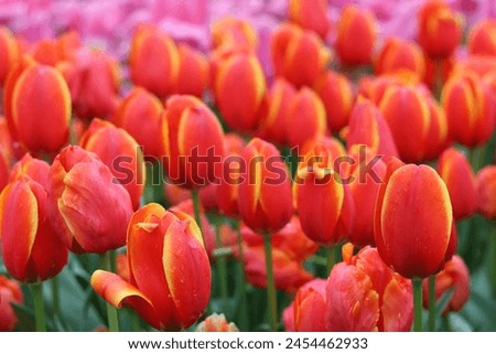 Close up of orange tulips tinged with golden yellow Royalty-Free Stock Photo #2454462933
