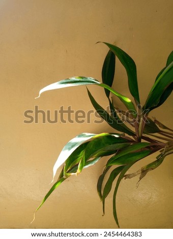 A photo of indoor long leaves plant best for background.