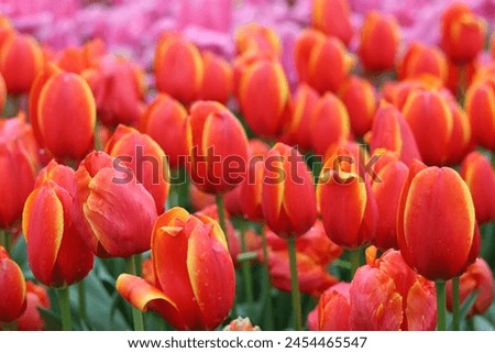 Close up of orange tulips tinged with golden yellow Royalty-Free Stock Photo #2454465547