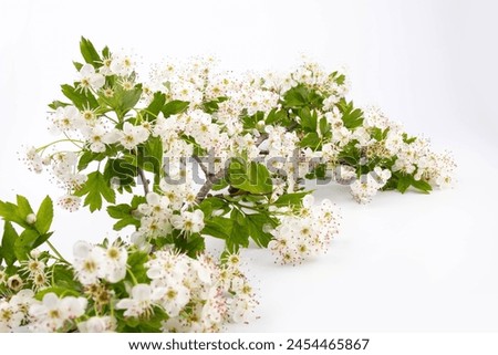 Common hawthorn branch with tiny white flowers in the spring isolate on white background. Crataegus monogyna, oneseed hawthorn, single-seeded hawthorn Royalty-Free Stock Photo #2454465867