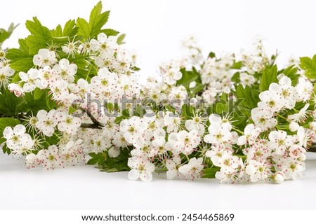 Common hawthorn branch with tiny white flowers in the spring isolate on white background. Crataegus monogyna, oneseed hawthorn, single-seeded hawthorn Royalty-Free Stock Photo #2454465869