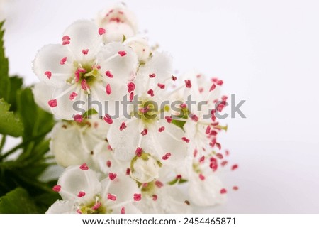 Common hawthorn branch with tiny white flowers in the spring isolate on white background. Crataegus monogyna, oneseed hawthorn, single-seeded hawthorn Royalty-Free Stock Photo #2454465871