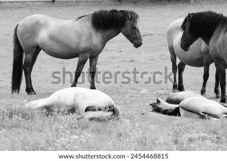 Bialowieza - national park and UNESCO World Heritage Site in Poland. Konik, small breed of Polish semi-wild horses. Black and white retro filter photo.