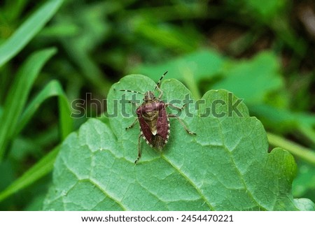 a berry bug climbs on a green leaf in a field