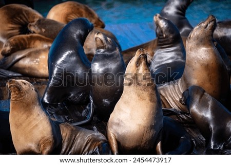 Portrait of Sea lions (Zalophus californianus) on a pier in San Francisco, California (USA). A colony of wild predators is a popular tourist attraction at Fisherman’s wharf. Relaxing eared seals.  Royalty-Free Stock Photo #2454473917