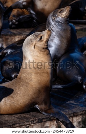 Portrait of Sea lions (Zalophus californianus) on a pier in San Francisco, California (USA). A colony of wild predators is a popular tourist attraction at Fisherman’s wharf. Relaxing eared seals.  Royalty-Free Stock Photo #2454473919