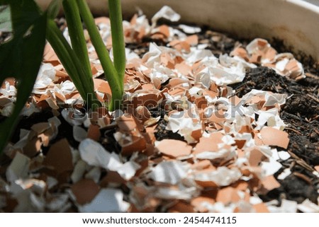 The egg shells on a plant are useful as plant fertilizer and as a deterrent to plant pests