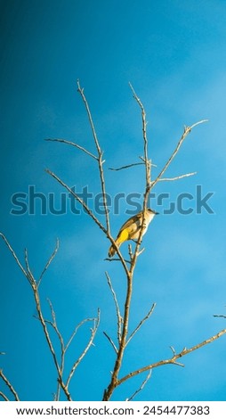 Wild birds perched on dry tree branches
