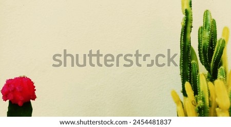 Cactus plants on white cement wall background. Cute little tree in a pot. Nature templates in gardening ideas for graphic design.