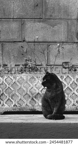 black cat sitting against grey wall and looking away with patterns and layers