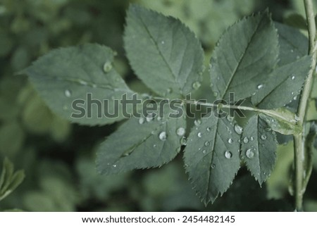 water droplets on leaves photo