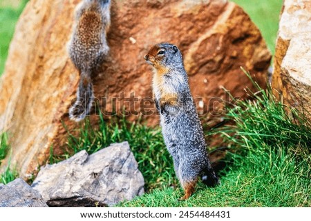 Columbian ground squirrels standing at attention Royalty-Free Stock Photo #2454484431