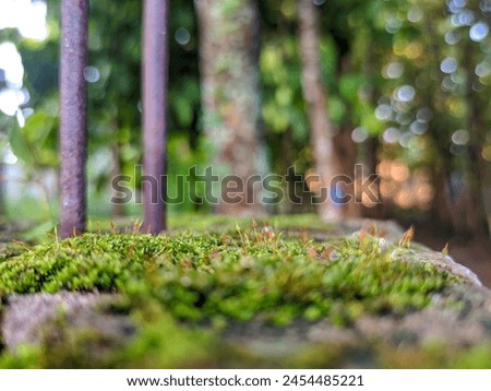 Leaf mosses or Bryophyta and also another name, namely Musci, are members of non-vascular plants and spore plants which are included in the superdivision of mosses or Bryophyta Royalty-Free Stock Photo #2454485221