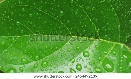 A picture of avocado leaf with water drop after rain 