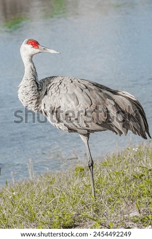 side view, medium distance of, a single Sand Hill crane, standing on one leg, resting, on edge of a tropical lake Royalty-Free Stock Photo #2454492249