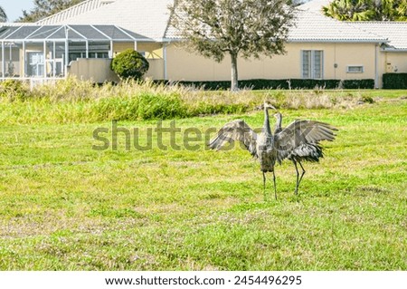 front view, medium distance of, a pair of startled, Sand Hill cranes,  on a tropical course Royalty-Free Stock Photo #2454496295