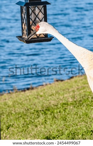 Sand Hill crane, eating seeds from bird feeder, near a tropical lake Royalty-Free Stock Photo #2454499067