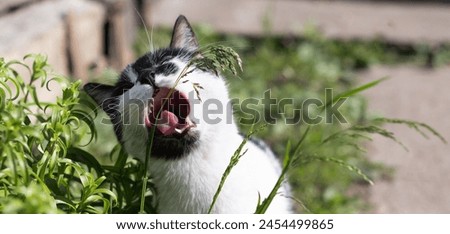 Closeup photo of a black white spotted cat eating grass outdoors. Banner