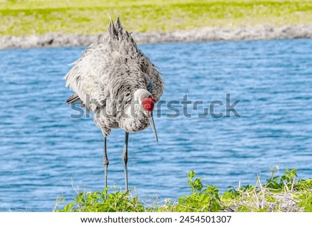 front view, medium distance of, a single Sand Hill crane,  watching people move, to get a closer view, at tropical lake, in late afternoon light Royalty-Free Stock Photo #2454501307