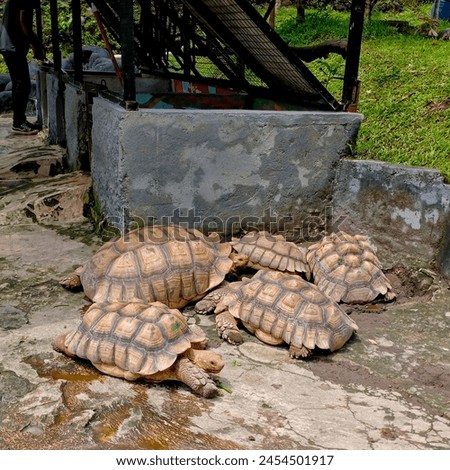The Sulcata tortoise or what is familiarly called Sulcy is the most popular type of land tortoise kept by tortoise fans in Indonesia. This turtle is a rare animal originating from Africa. Royalty-Free Stock Photo #2454501917