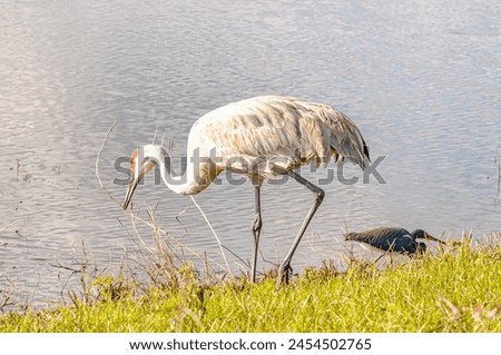 Side view, medium distance of, a Sand Hill crane, ready to strike, a fish dinner, on edge of a tropical lake Royalty-Free Stock Photo #2454502765