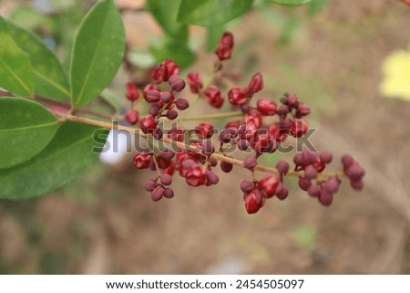 Cratoxylum glaucum grows as a shrub or tree measuring up to 25 meters (80 feet) tall with a diameter of up to 45 centimeters (20 inches) Royalty-Free Stock Photo #2454505097