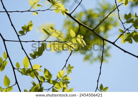 Branches and leaves of Chinese hackberry Nettle tree (Celtis sinensis ) Royalty-Free Stock Photo #2454506421