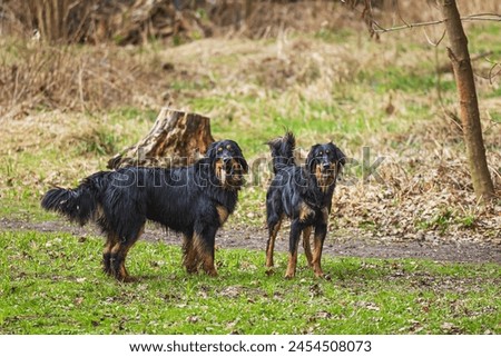 male black and gold Hovie two young dogs like rascals