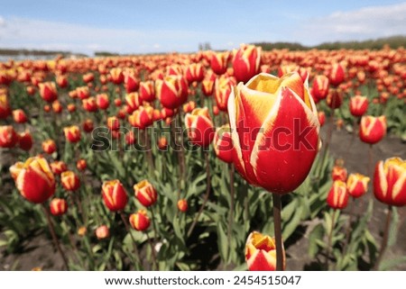 Field of tulips close up