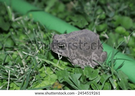 spade foot toad, chihuahuan desert