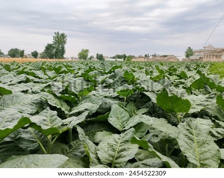 A Landscape Picture of Tobacco Field in Swabi KP