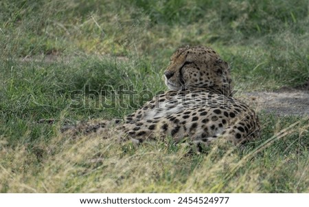 cheetahs chilling in Masai Mara