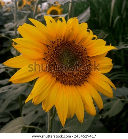 Flower photography
Yellow petals
Nature photography
Yellow flower wallpaper
Beautiful yellow flower
Yellow flower background