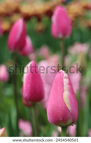 Close up of pink tulips tinged with yellow Royalty-Free Stock Photo #2454540561