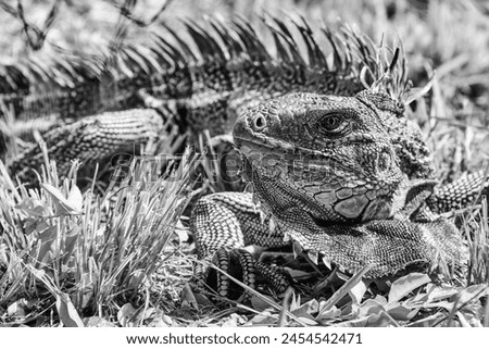 wild iguana in black and white Royalty-Free Stock Photo #2454542471