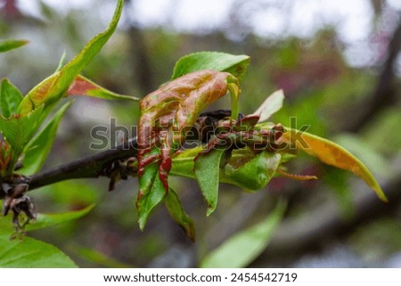 Peach leaf curl. Fungal disease of peaches tree. Taphrina deformans. Peach tree fungus disease. Selective focus. Topic - diseases and pests of fruit trees, pest control. Square . Royalty-Free Stock Photo #2454542719