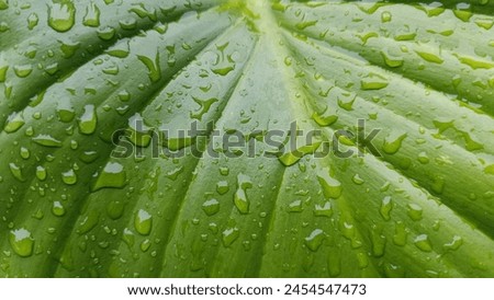 Landscape picture of leaf veins on which there are raindrops.