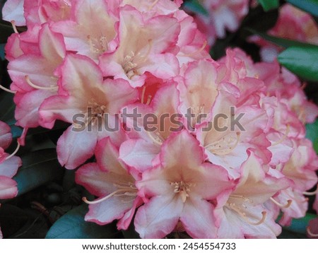 Close-up on beautiful blooming light pink flowers of rhododendron, also blurry leaves in background.