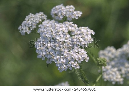 Small white flowers, Yarrow growing in organic medicinal her garden.