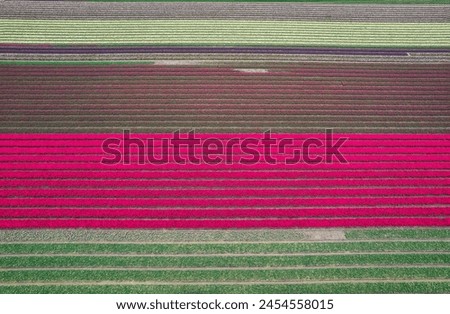 Aerial view of colorful Tulips and Hyacinth fields during spring time in the Netherlands.