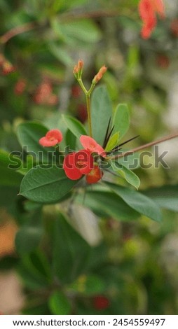 Euphorbia Milya Shrub, perennial plant, succulent of the Euphorbiaceae family.
 Royalty-Free Stock Photo #2454559497