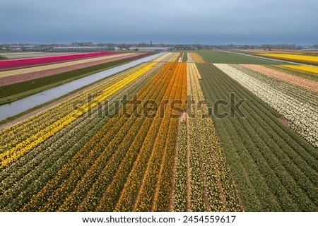 Aerial view of bright colorful Tulips, Hyacinths and Daffodil fields in the Netherlands.