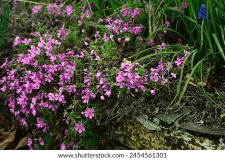 Creeping phlox (Phlox stolonifera) growing in a garden, spreading as a ground cover,  in crevices of stone walls. It blooms in the late spring to summer with clusters of fragrant pink flowers Royalty-Free Stock Photo #2454561301