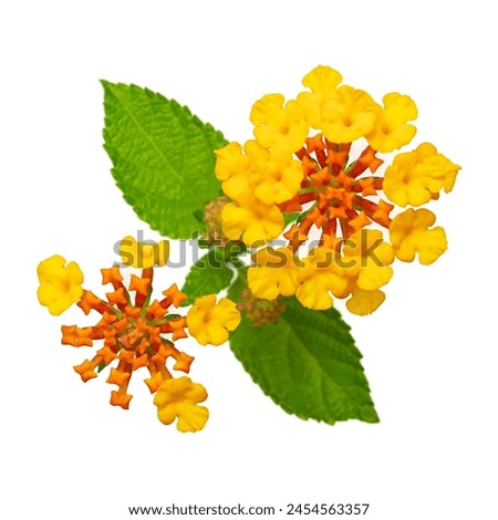 The flowers of the tropical plant Lantana camara isolated on white