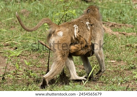 Chacma Baboon (Papio ursinus) in South Luangwa National Park. Zambia. Africa.