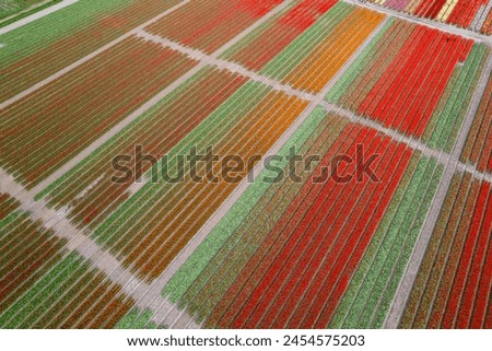 Aerial view of bright colorful Tulips fields growing in the pattern in the Netherlands.